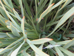Aciphylla aurea