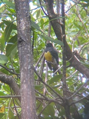 Trogon melanocephalus