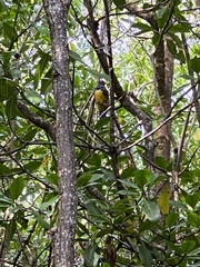 Trogon melanocephalus
