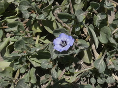 Nolana humifusa