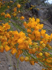 Senna aphylla