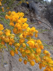 Senna aphylla