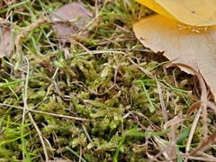 Brachythecium frigidum