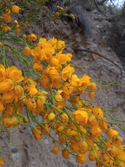 Senna aphylla