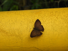 Graphita
