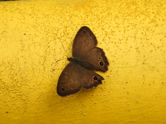 Graphita