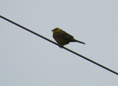 Emberiza citrinella caliginosa