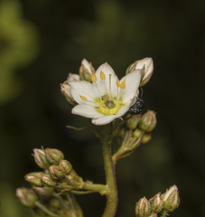 Lysimachia sertulata