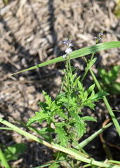 Verbena runyonii
