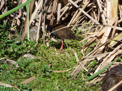 Pardirallus sanguinolentus
