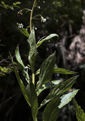 Lysimachia sertulata