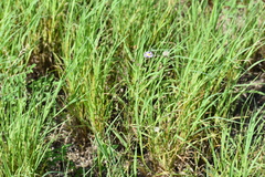 Symphyotrichum divaricatum