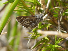 Trapezites argenteoornatus