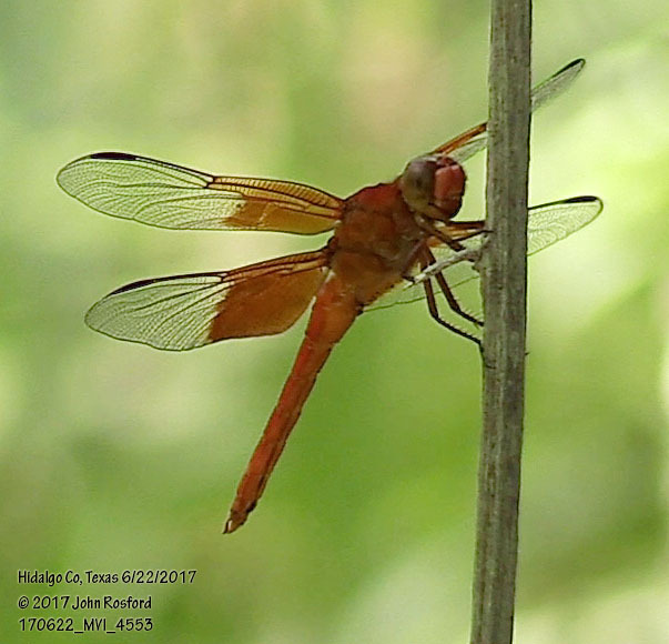 Red-mantled Skimmer