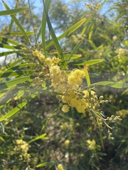 Acacia retinodes