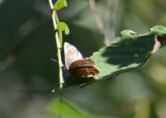 Chlorostrymon simaethis