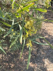 Acacia retinodes