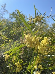 Acacia retinodes