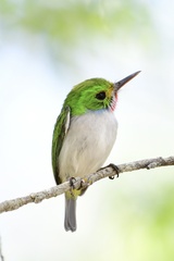 Todus multicolor