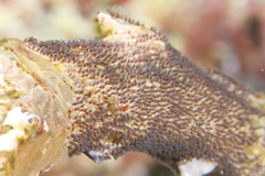 Amblyglyphidodon aureus