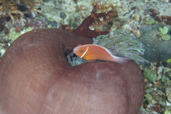 Amphiprion perideraion