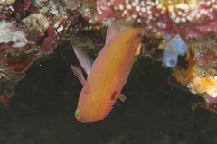 Pseudanthias hypselosoma