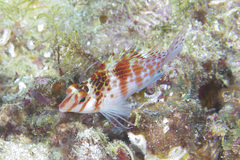 Cirrhitichthys falco