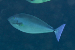 Naso caeruleacauda