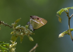 Chlorostrymon simaethis