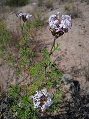 Junellia crithmifolia