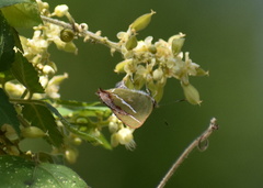 Chlorostrymon simaethis