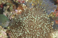 Euphyllia glabrescens