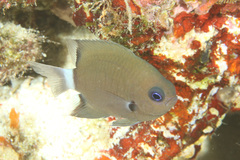 Pycnochromis delta