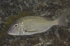 Gymnocranius euanus