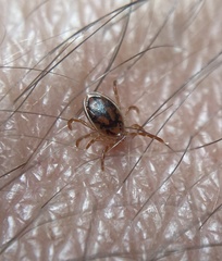 Ixodes cornuatus