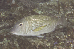 Gymnocranius euanus