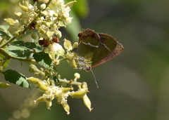 Chlorostrymon simaethis