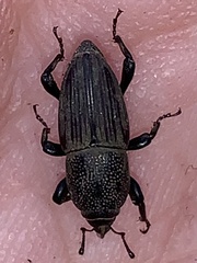 Sphenophorus coesifrons