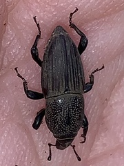 Sphenophorus coesifrons