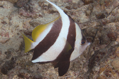 Heniochus diphreutes