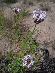 Junellia crithmifolia