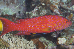 Variola albimarginata