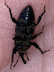 Sphenophorus coesifrons