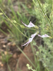 Syncolostemon concinnus