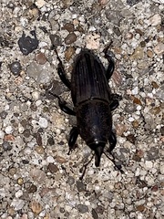 Sphenophorus coesifrons