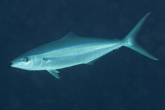 Elagatis bipinnulata
