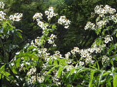 Montanoa bipinnatifida