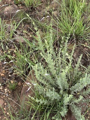 Syncolostemon concinnus