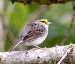 Ammodramus aurifrons