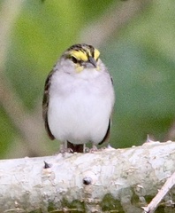 Ammodramus aurifrons